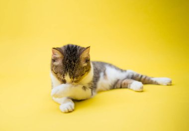 Sarı arka planda tekir kedisi. Uzayı kopyala Yetişkin bir kedi pençesini burnuna bastırır. Kedi yıkama.