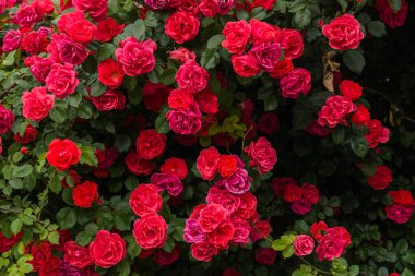 Kırmızı gül çalısı parkta yetişiyor