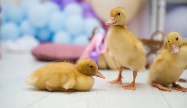 Şenlikli Bir Arka Planda Küçük Ördek Yavruları — Stok fotoğraf