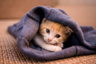 Mavi yün battaniyenin içinde yatan kızıl saçlı bir yavru kedi portresi.