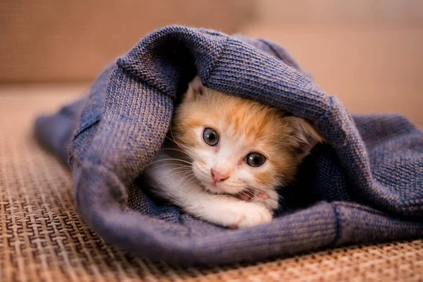 Portrait Red Haired Baby Kitten Lying Blue Wool Blanket — Stock Photo, Image