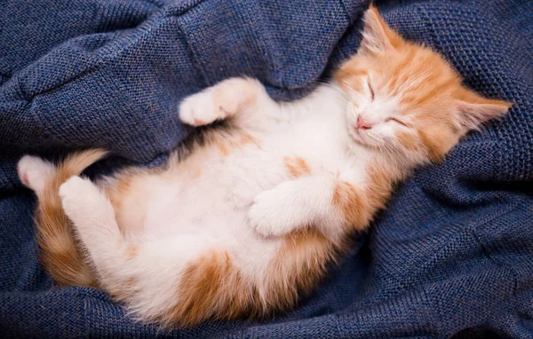 Uyuyan kırmızı kedi yavrusu mavi yün bir battaniyenin üzerinde uzanıyor.