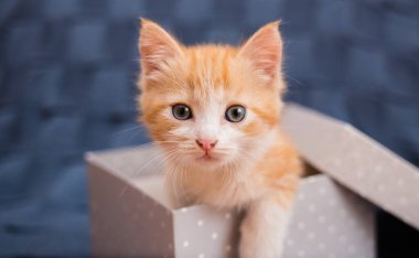Mavi arka planda gri bir hediye kutusunda oturan kırmızı bir kedi yavrusunun portresi.