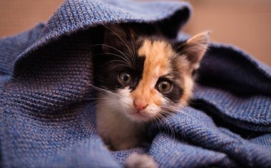 Mavi örgü battaniyeye sarılı ve kameraya bakan renkli bir kedi yavrusunun portresi.