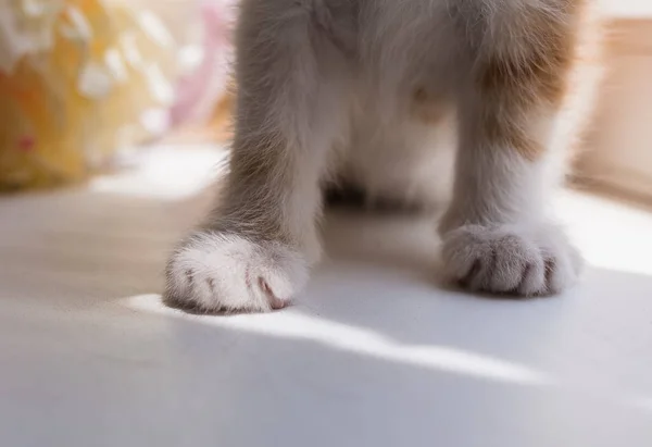 Close Patas Fofas Brancas Gatinho — Fotografia de Stock