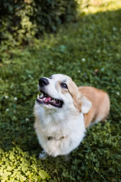 一只快乐的皇家科尔吉犬正坐在公园的草坪上抬头看 一个四条腿的朋友 — 图库照片