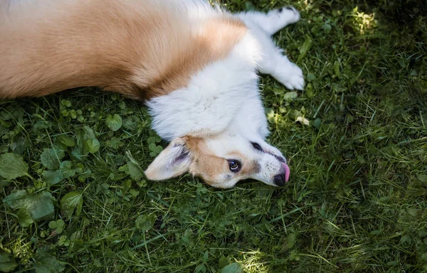 Royal Corgi Dog Lies Green Summer Grass Looks Away Space — Stock Photo, Image