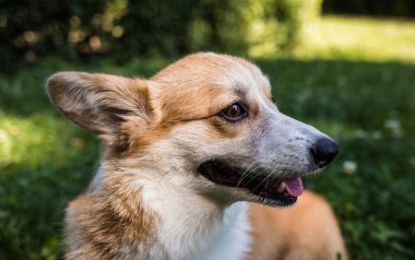 Pembroke Corgi köpeği çimenlikteki yeşil çimlerin üzerinde duruyor. Yan görünüm