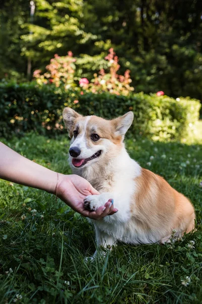 Pembroke Corgi Dog Gives Paw Man Green Grass Lawn — Stock Photo, Image