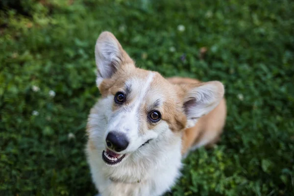 Cheerful Pembroke Corgi Dog Stands Green Grass Lawn Top View — Stock Photo, Image