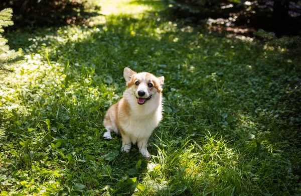 Pembroke Corgi Dog Stands Green Grass Lawn — Stock Photo, Image