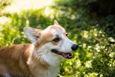 Pembroke Corgi köpeği yeşil bir yaz çimenliğinde duruyor. Köpeği gezdiriyorum.