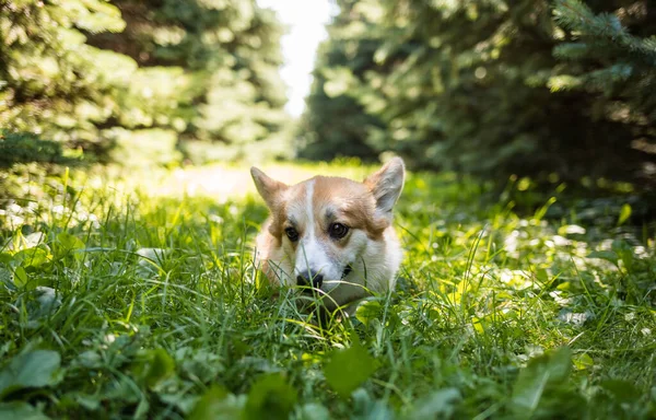 Pembroke Corgi Dog Walks Green Grass Forest — Stock Photo, Image
