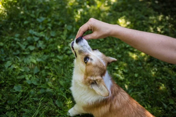 Pembroke Corgi Cão Come Doces Mãos Humanas — Fotografia de Stock