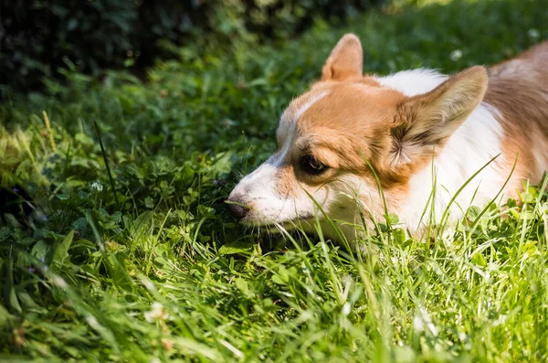 Pembroke Corgi Dog Lying Grass Hunting Nature — Stock Photo, Image