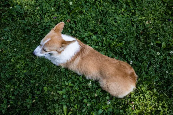 Pembroke Corgi Dog Lying Grass Top View — Stock Photo, Image