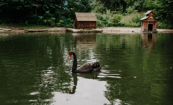 black swan swims in the lake in summer