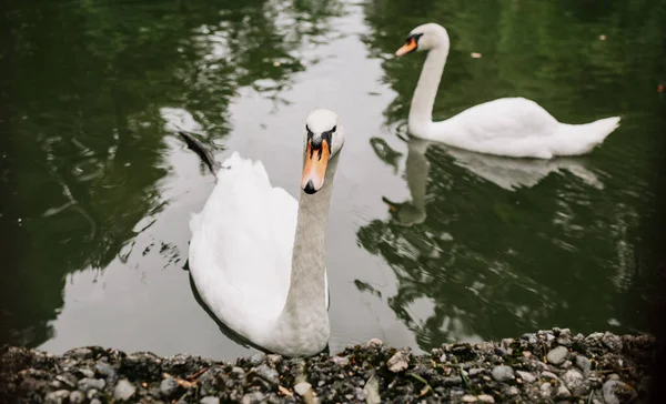 two white swans swim in the lake