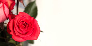 Çiçek çerçevesi, afiş. Beyaz arka planda pembe güller olan hassas bir kart. Metin için boşluk