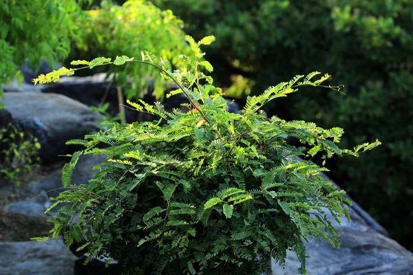 L'Amorpha fruticosa — Foto Stock
