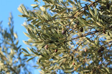 siyah zeytin ağacı