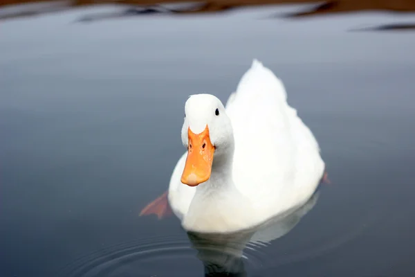 Raça pato branco Pequim — Fotografia de Stock