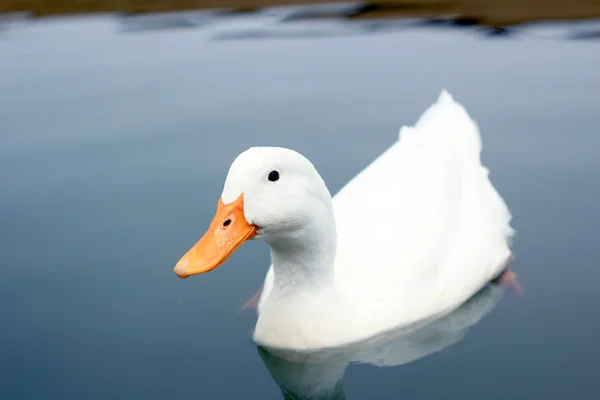 Razza di anatra bianca Pechino — Foto Stock