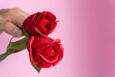 Sevgililer Günü için bir el kırmızı güller tutuyordu. Arkaplanda beyazdan pembeye bir solgunluk