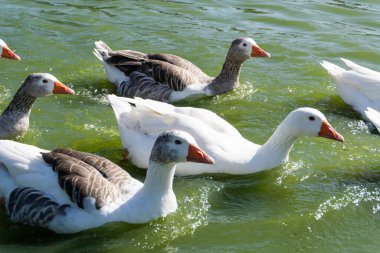 Simetrik fotoğraf. Turuncu gagalı kazlar nehirde akın ediyor. Anser.anseriform kuş cinsi Anatidae.geese. Türler, Anser anser ve Anser cygnoides, evcil kaz türleri.