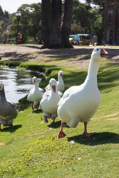 geese going in a flock. animals that go together. inseparable. Anser.genus of anseriform birds of the family Anatidae.geese. species, Anser anser and Anser cygnoides, domestic breeds of geese.