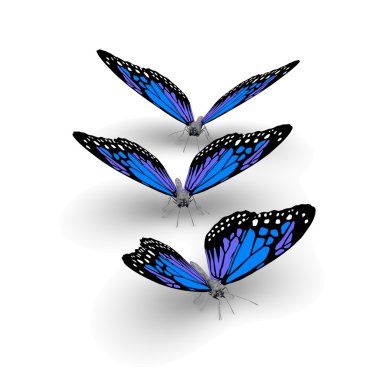 3D motyle