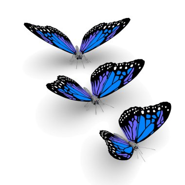 3D motyle