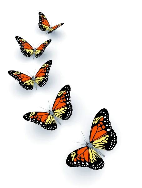 Cinco mariposas —  Fotos de Stock