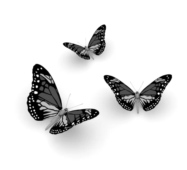 Butterflies — Stock Photo, Image