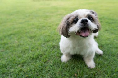 Mutlu Shih Tzu köpekleri yeşil çimlerde oturuyor..