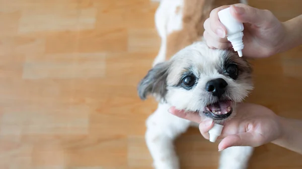 Kadınlar tedavi ve göz hastalıklarını önlemek için Shih Tzu köpeğinin gözlerine tıbbi göz damlası damlatıyor. Evcil hayvan konseptinin sağlık ve sağlık hizmeti.