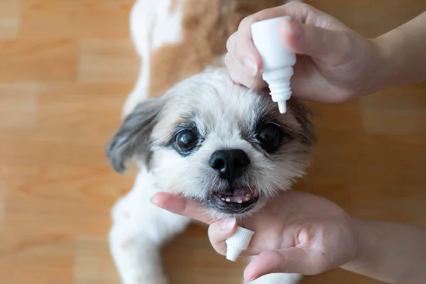 Kadınlar tedavi ve göz hastalıklarını önlemek için Shih Tzu köpeğinin gözlerine tıbbi göz damlası damlatıyor. Evcil hayvan konseptinin sağlık ve sağlık hizmeti.