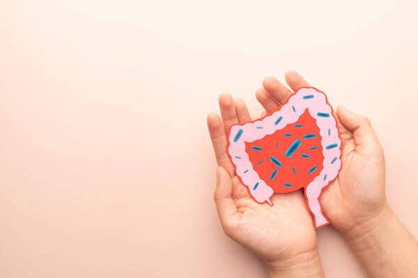 Probiotics health benefits. Intestine organ made from paper with  good bacteria lactobacillus.Creative ideas for probiotics and healthy digestive systems.