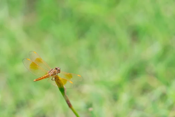 Dragonfly Hanging Flower Blurred Green Background Copy Space Macro Photography — Stock Photo, Image