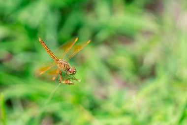 Çimenlerde asılı duran yusufçuk ve arka planı fotokopi alanı makro fotoğrafçılığıyla bulanıklaştırmış.