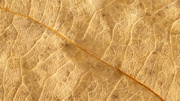 Dry Leaf Close Texture Abstract Background — ストック写真