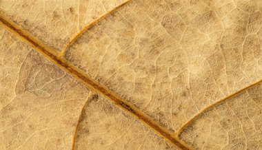 Kurumuş yaprak desen soyut arkaplanı kapat