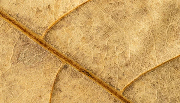 Dried Leaf Close Texture Abstract Background — Stock Photo, Image