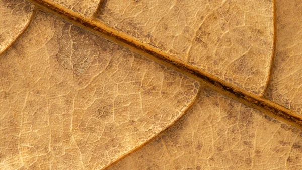 Kahverengi kuru yaprak desen soyut arkaplanı kapat