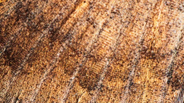 Kara Noktalı Kahverengi Bir Güvenin Kanatlarının Aşırı Yakın Çekimi Soyut — Stok fotoğraf