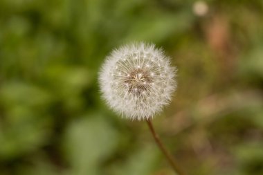 makro seçici odaklı karahindiba tohumu (Taraxacum officinale)