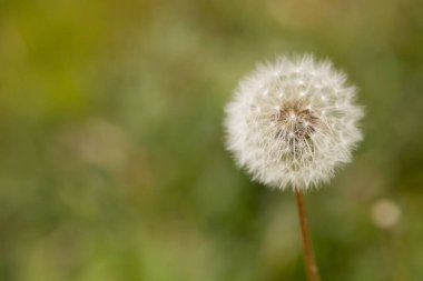 makro seçici odaklı karahindiba tohumu (Taraxacum officinale)