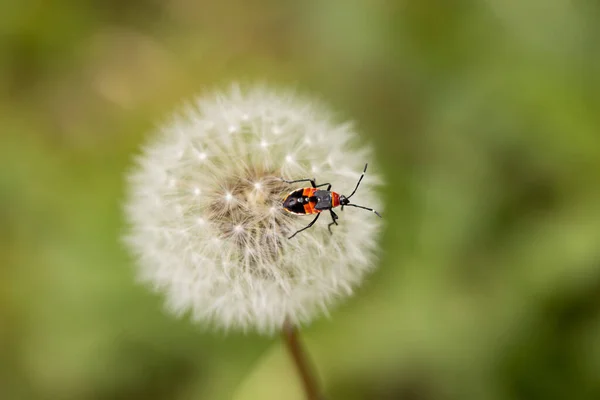 Avustralya kırmızı ve siyah Harlequin böceğinin (Dindymus versicolor) karahindiba tohumu üzerine seçici odak noktası