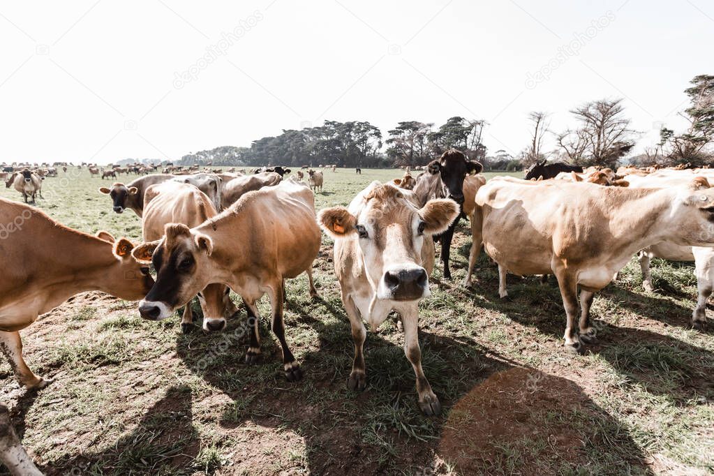 jersey cows on a dairy farm 