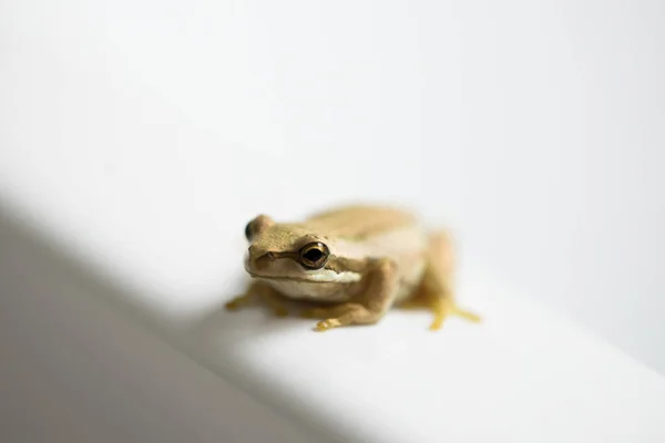 Foyer Sélectif Faible Profondeur Champ Sur Tête Une Petite Grenouille — Photo